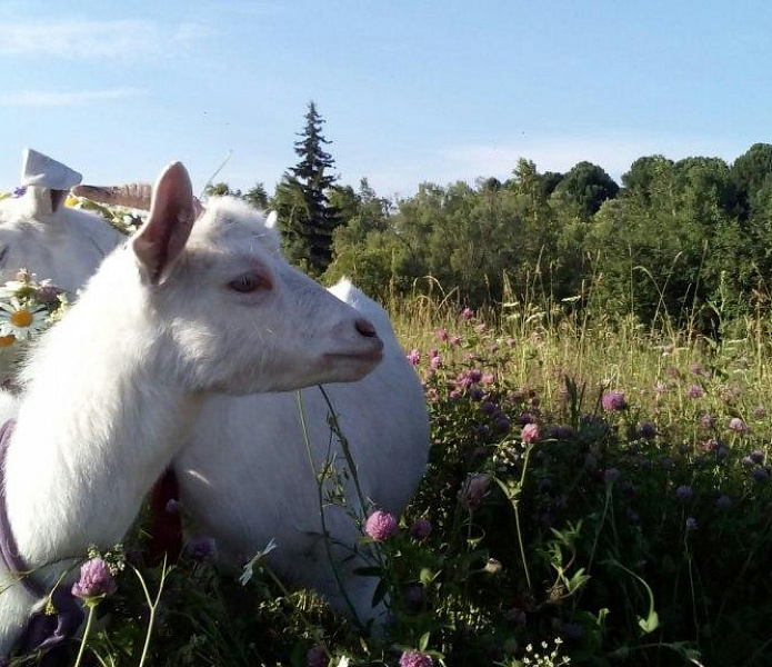 Наша ферма. участник №91